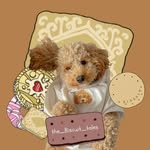 Biscuit