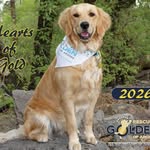 Rescue A Golden Of Arizona