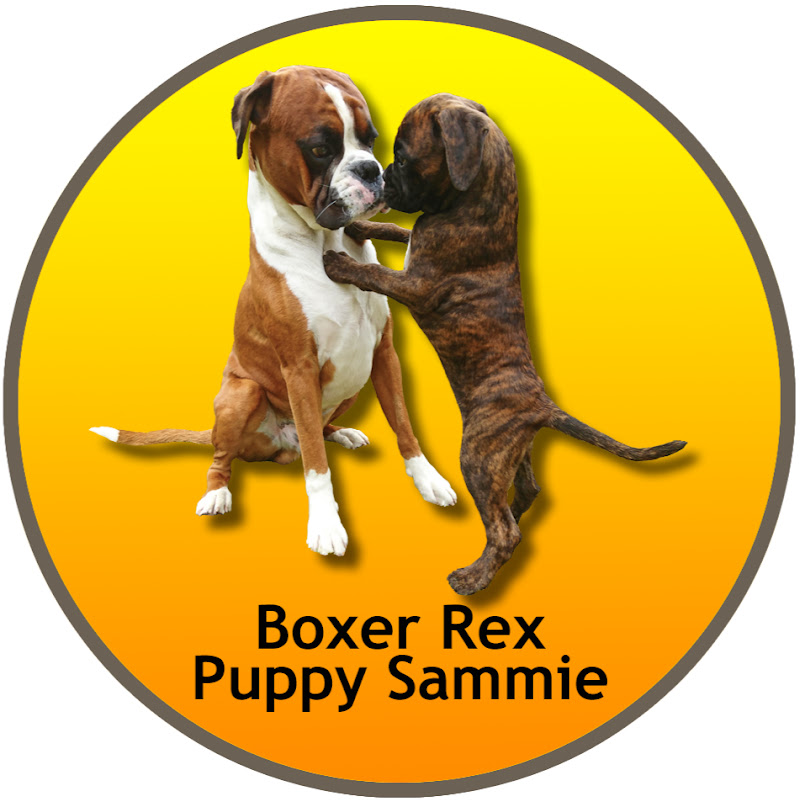 BoxerRex
