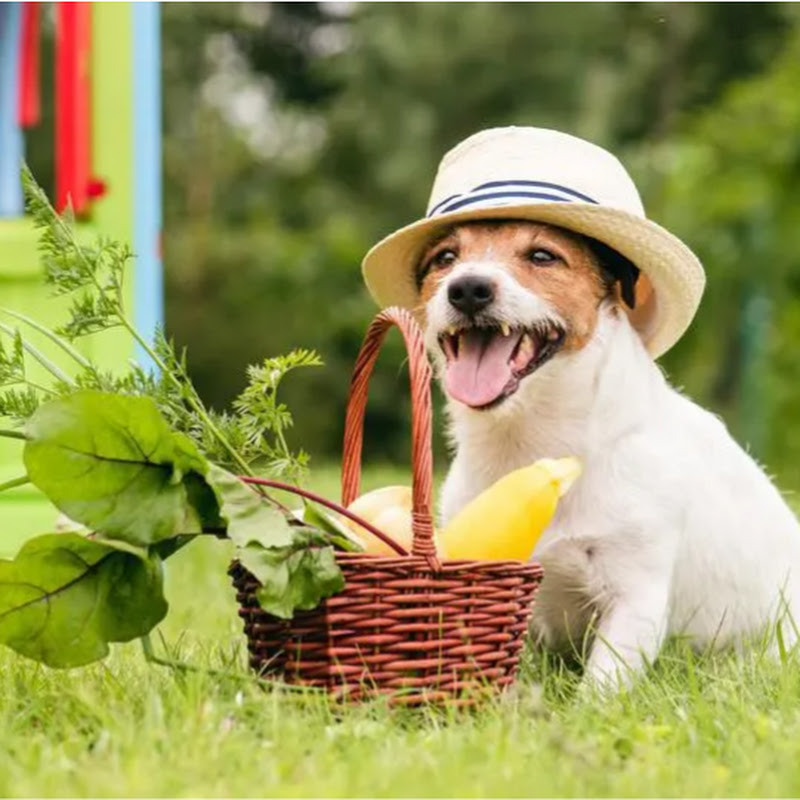 Relaxing Music for Dogs 