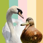 🌼Omelette & Pancake🌱