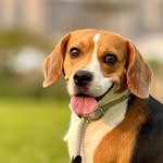 Oka 丘の米格魯 ビーグル