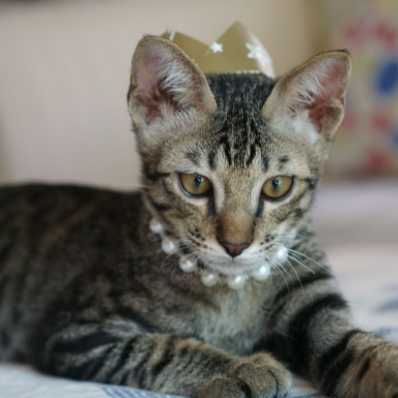 Kit10cat