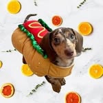 Jade 🌭 | Dachshund