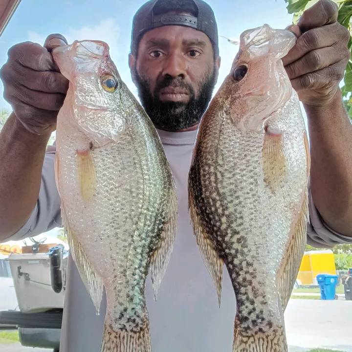 Snapper Mike
