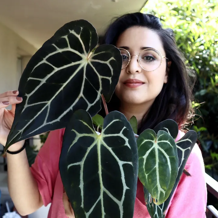 les mille et une plantes