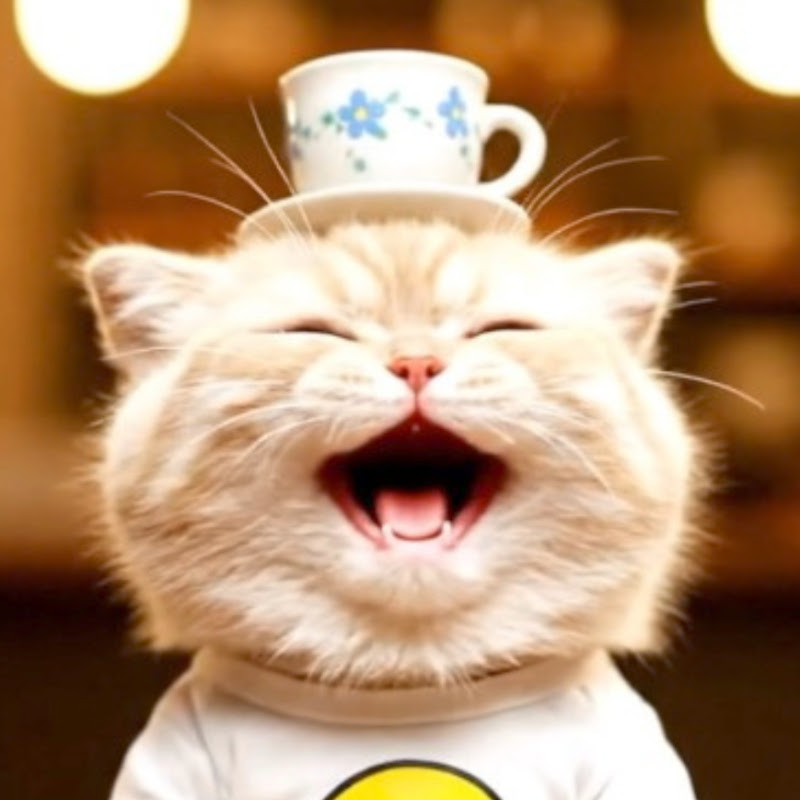 世界一笑う猫ちくわの自由すぎる日常