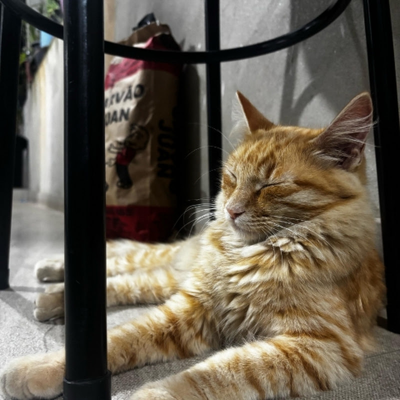 Gatinho manhoso