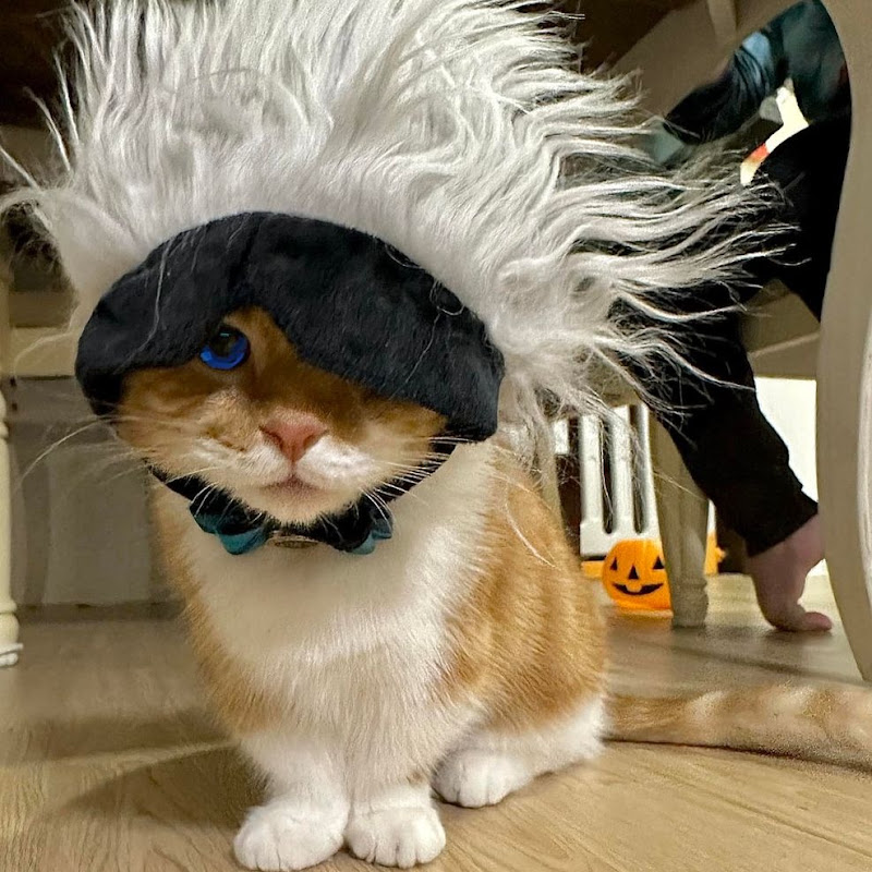 Pring Pring Cats