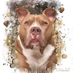 Aycko,pitbull/bully🇧🇪