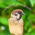 ca.infinite_photography