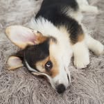 Lil' Pumpkin 🎃🎃