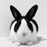 funny bunny