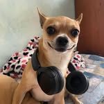 Sid il cagnaccio - un po’ dolce un po’ buffo