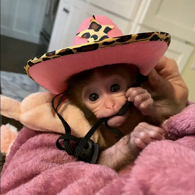 ★вαηαηιι🍌🐒💗