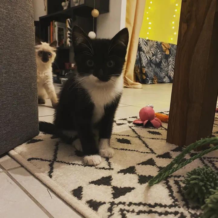 Tequila.le.cat