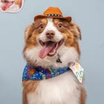 The One and Only Buckin' Bronco🏇| Dog Content