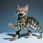 Comics Bengal Cat
