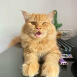 Simba(tunda) | Catfluencer