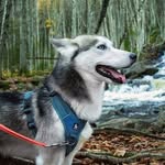 Husky