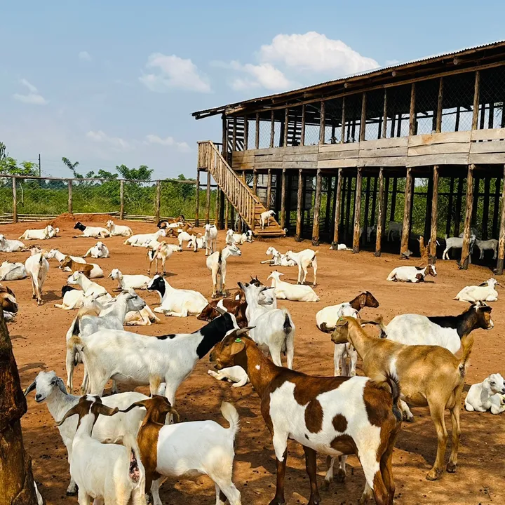 GoatCo Farm