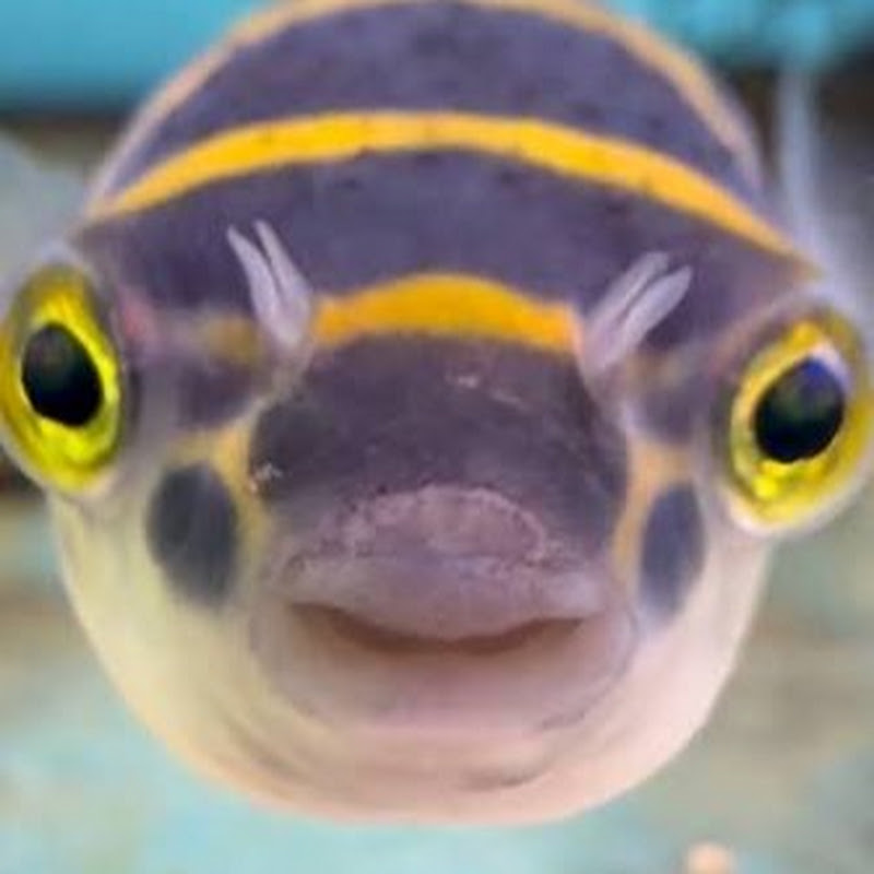PUFFERFISHTV