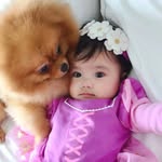Baby_pomernian_Chica&Chico