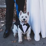 Russell The Westie