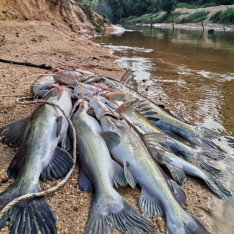 Ikan Baung Sungai Kelantan II