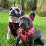 JAX & LULU  ™️