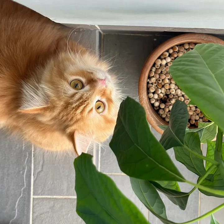 Cat·alfie