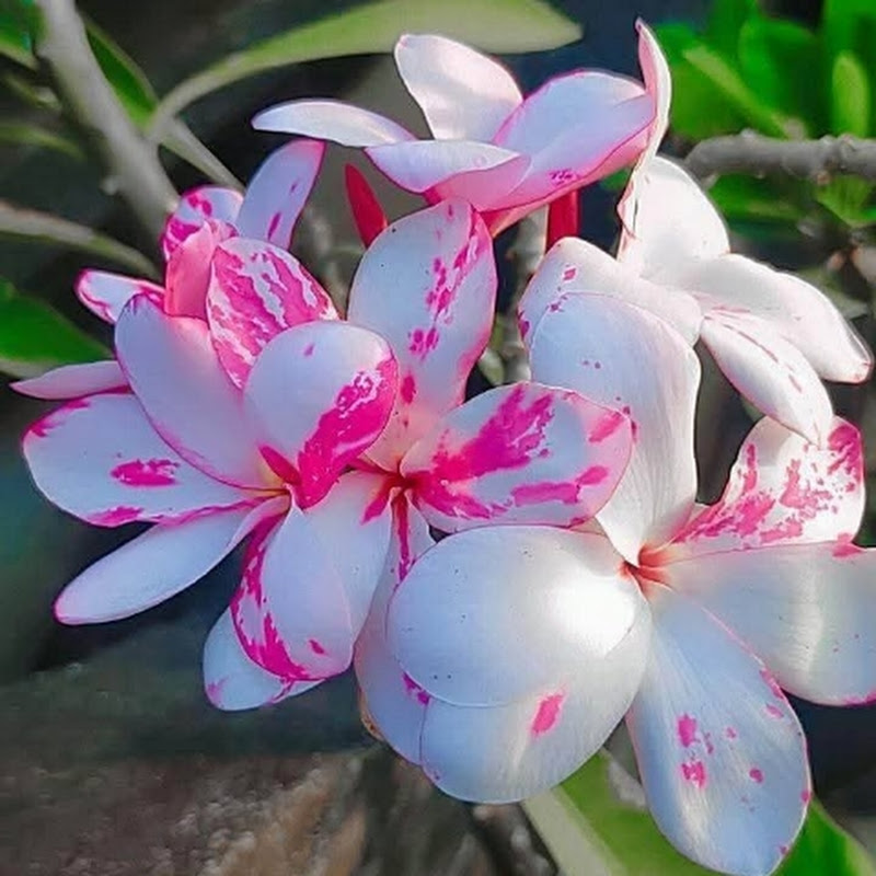 বাগান বন্ধু Green Garden 