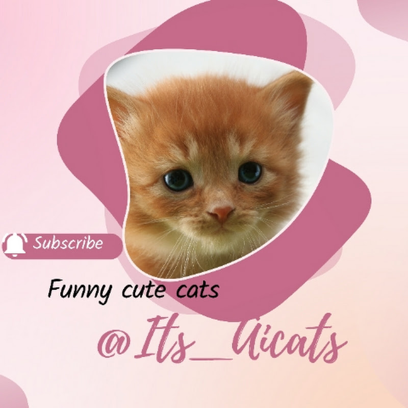 It's_Aicats