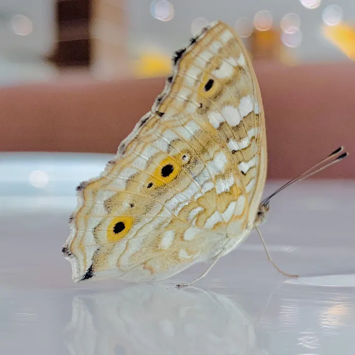 🦋𝔹𝕦𝕤𝕙𝕣𝕒🦋