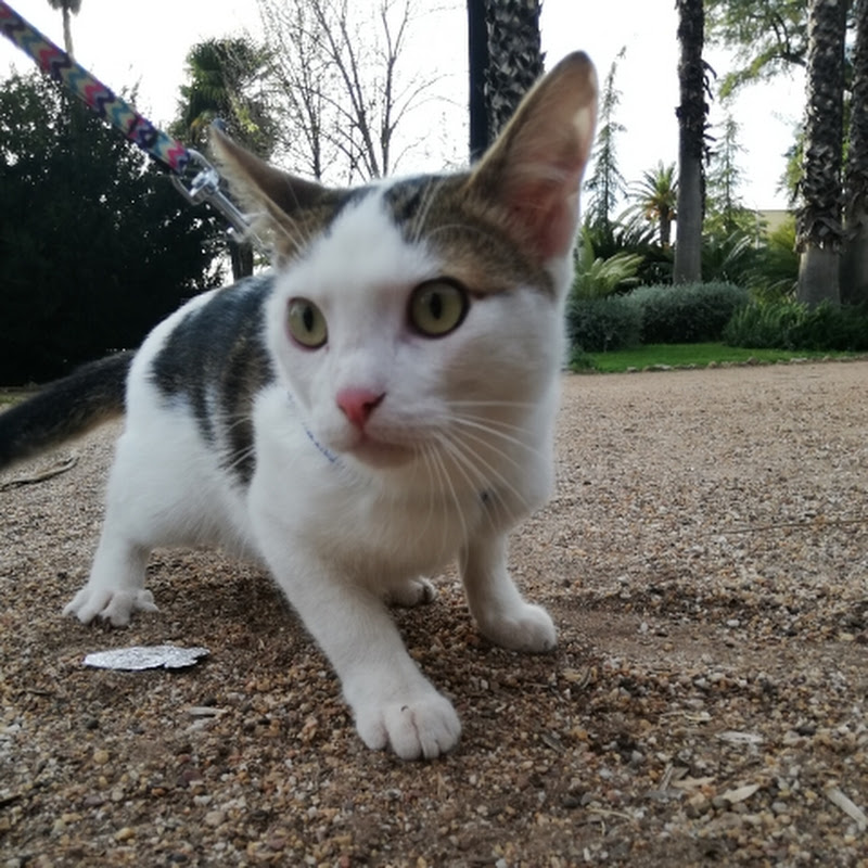 MiGatoMicky. Cómo educar a tu gato.