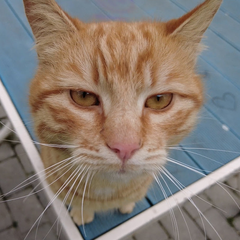 Burak And The Stray Cats