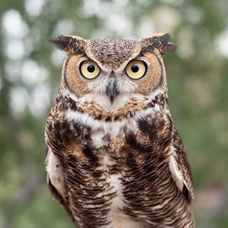 Owls Town