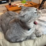 Tom Funny Co