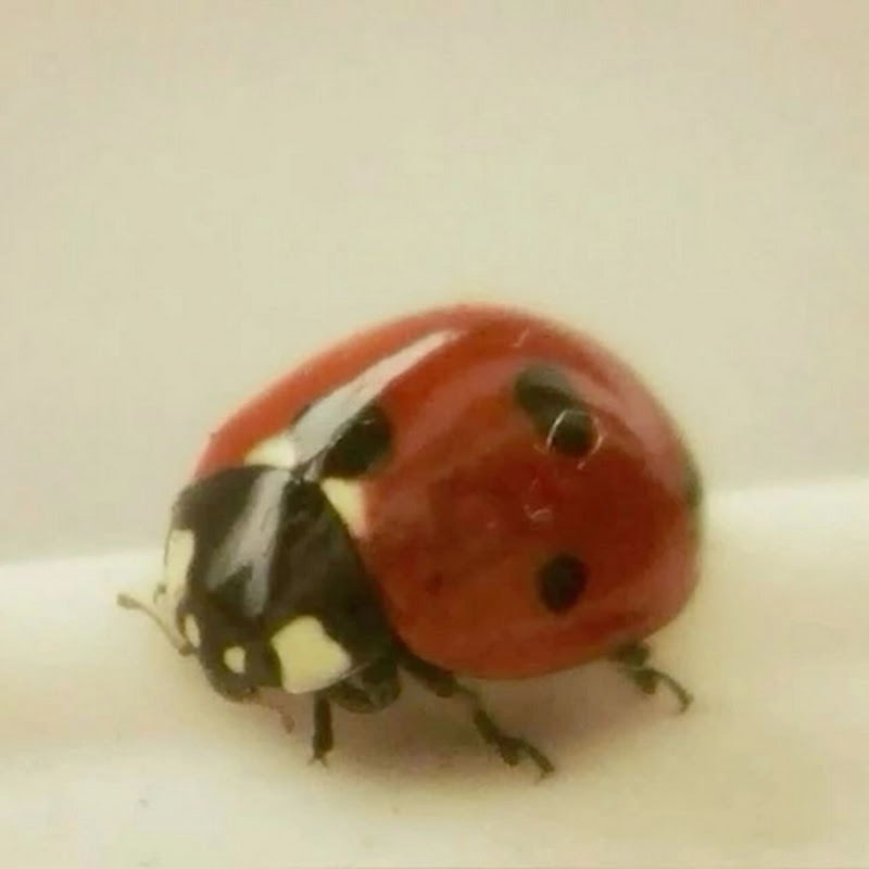 abcdefghijklmnopqrstuvwxyz6741