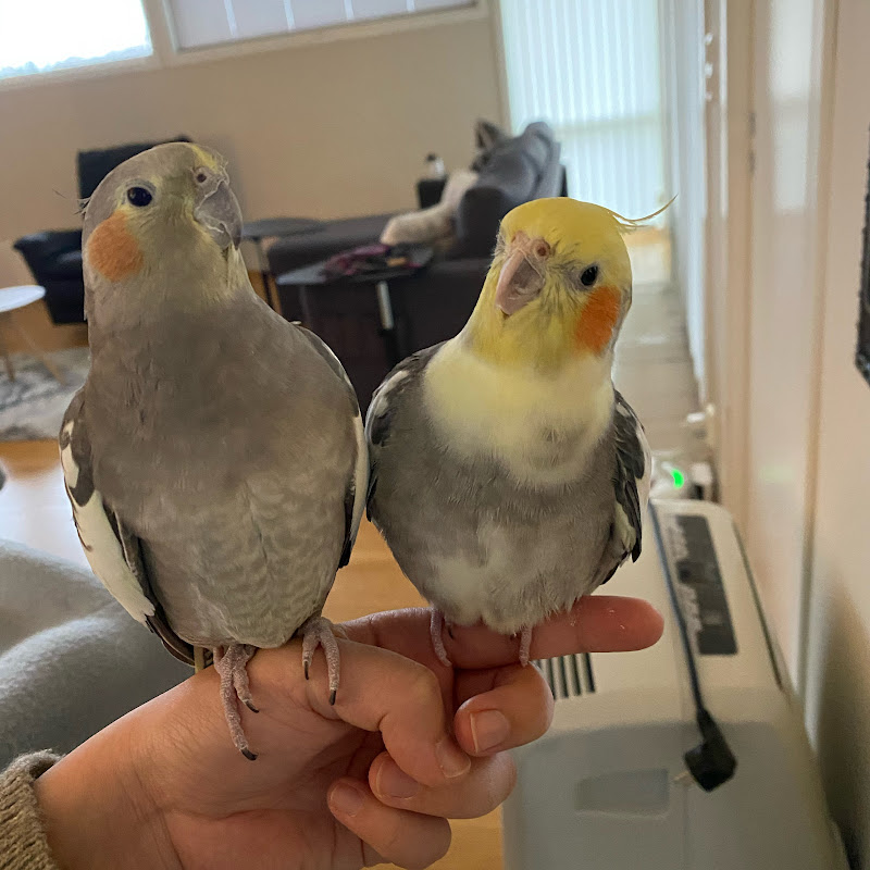 Cockatiel Disco & Tweety