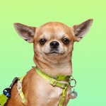 ARTURO | Il chihuahua più belva dell’instagram