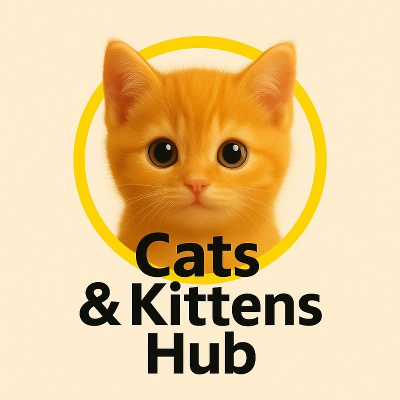 Cats & Kittens Hub