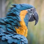 Juno ♂