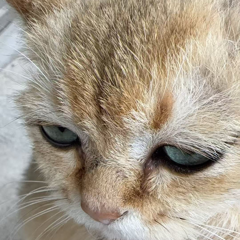 يوميات الريف 
