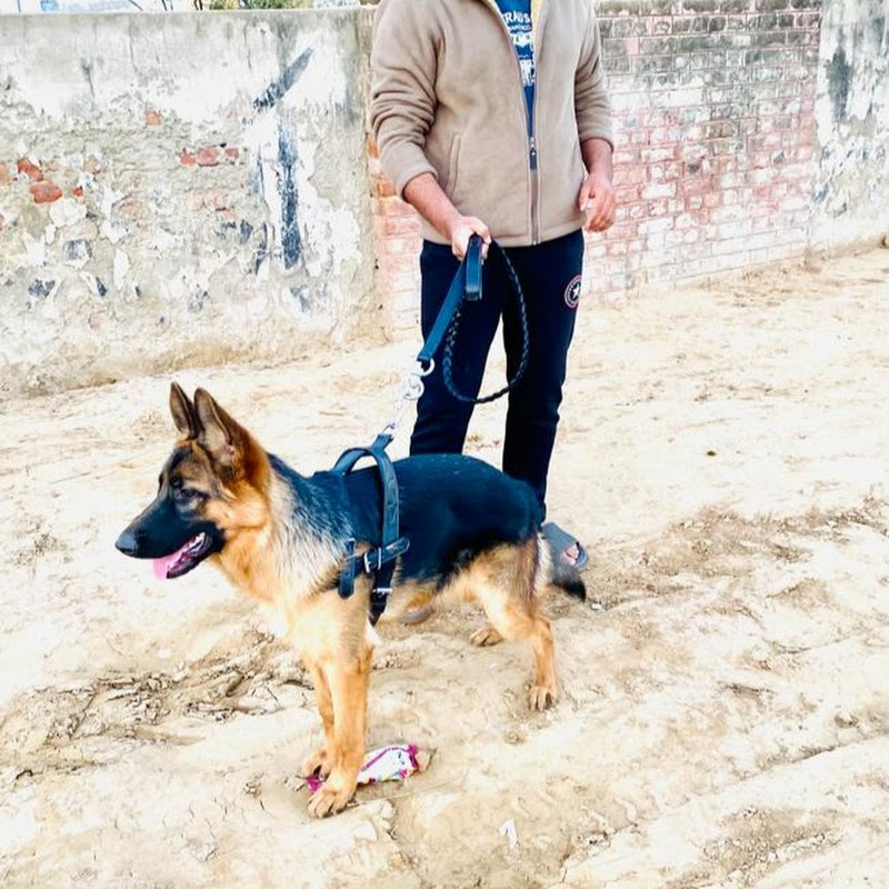 Chawinda Pets & Birds