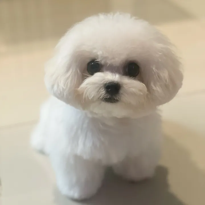 Popcorn minibichon