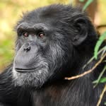 Fauna Foundation