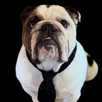 Tyson | Viral Bully 🐾