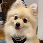 Mini the Foxy Pom