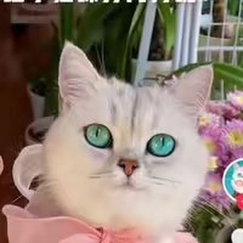 Meow Cattery